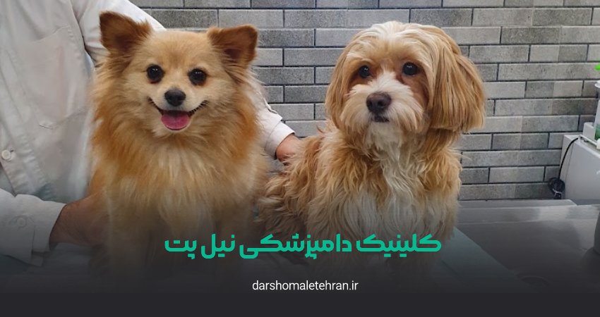 کلینیک دامپزشکی نیل پت